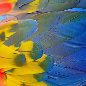 鹦鹉的颜色明亮的多彩鸟类羽毛斯嘉丽麦考羽毛背景丰富多彩的颜色背景