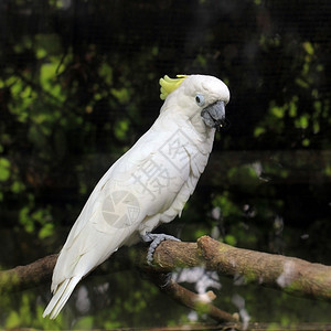 非洲人白硫凤头鹦鹉cacatuagalerita天空野生动物图片