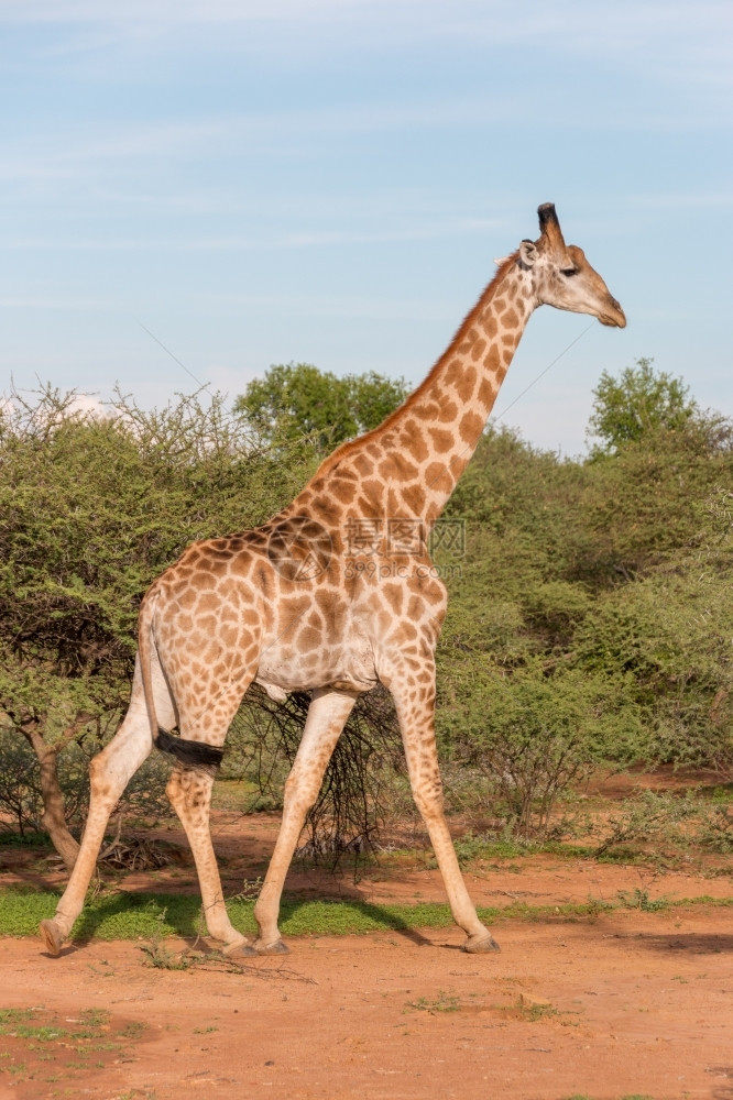 非洲草原的长颈鹿图片