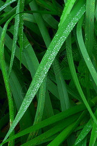 自然清晨露的绿草覆盖着青湿的水滴背景图片