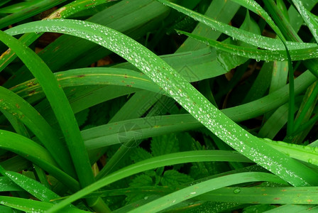 滴清晨露的绿草覆盖着青水早晨背景图片