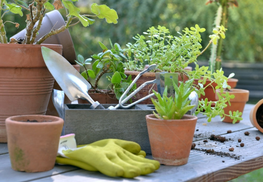 之中工具花盆植物的园艺设备花盆在园的桌子上春天图片