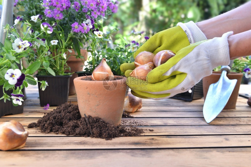超过一种铲园丁拿着球茎旁边是一个装满土壤的花盆放在园的桌子上图片