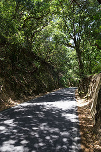 景观小路夏日森林中的地户外图片