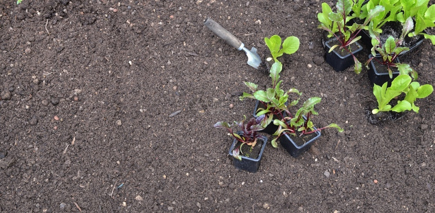 蔬菜锅盆栽生和甜苗放在花园土壤上有复制空间盆栽生菜苗放在花园土壤上有复制空间闲暇图片