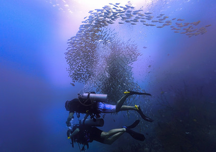 Scuba潜水员和鱼类学校海洋景观蓝色的图片