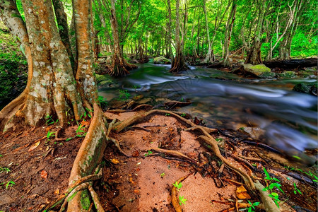 苔藓树溪流雨水在林中图片