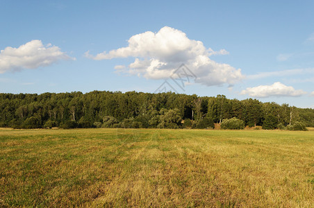 场地夏天以森林为背景的农场牧阳光明媚的夏日图片