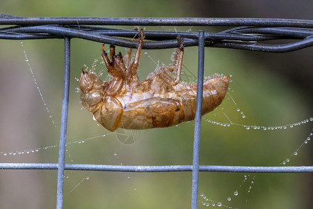 一只在蜘蛛网附近的栅栏上一种金属丝飞沫图片
