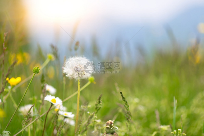 开花风新的丹德利翁在泉水的草原上献出花朵图片
