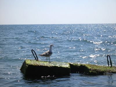 石头海鸥住在近岸滨夏季自然水色一种图片