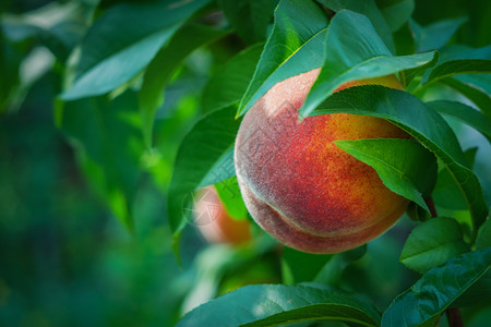 树上成熟的桃子图片