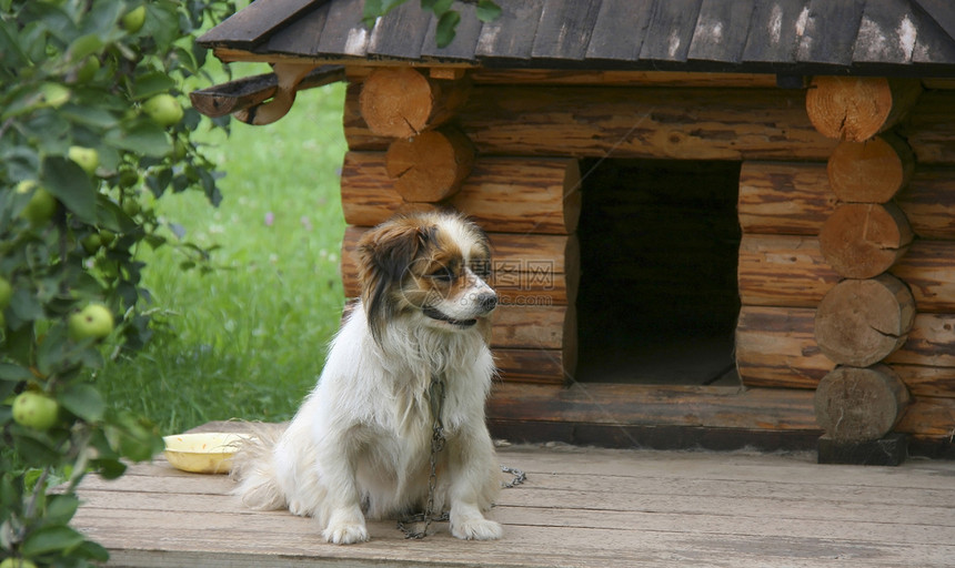 警卫国内的孤单狗在窝附近看着孤独图片