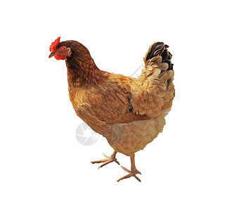 白背景孤立的棕褐色鲜红羽状鸡的颜动物群图片