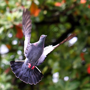 户外灵羽毛飞翔的鸽子在自然图片