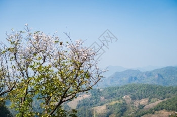 山地上的白花紧相近美丽的高森林图片