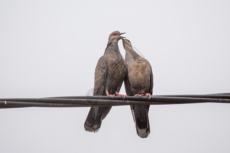 两只鸟亲吻自然一种两只杜斯基海龟鸽子在交配仪式上表现出了爱意涉及类似亲吻的东西通过连接他们的嘴唇褐飞虱背景