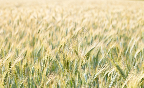 一侧小麦田的近视区稻草夏天粮食图片