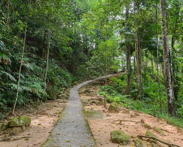 叶子树穿越泰国森林的徒步小路途径图片