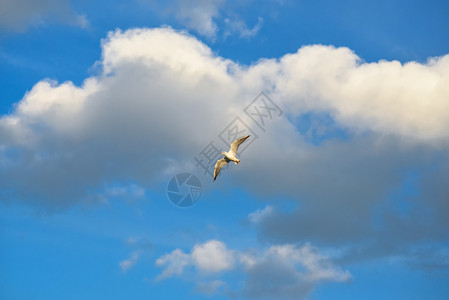 鸥蓝天背景下飞翔的海鸟蓝天背景下的海鸟自然太阳图片