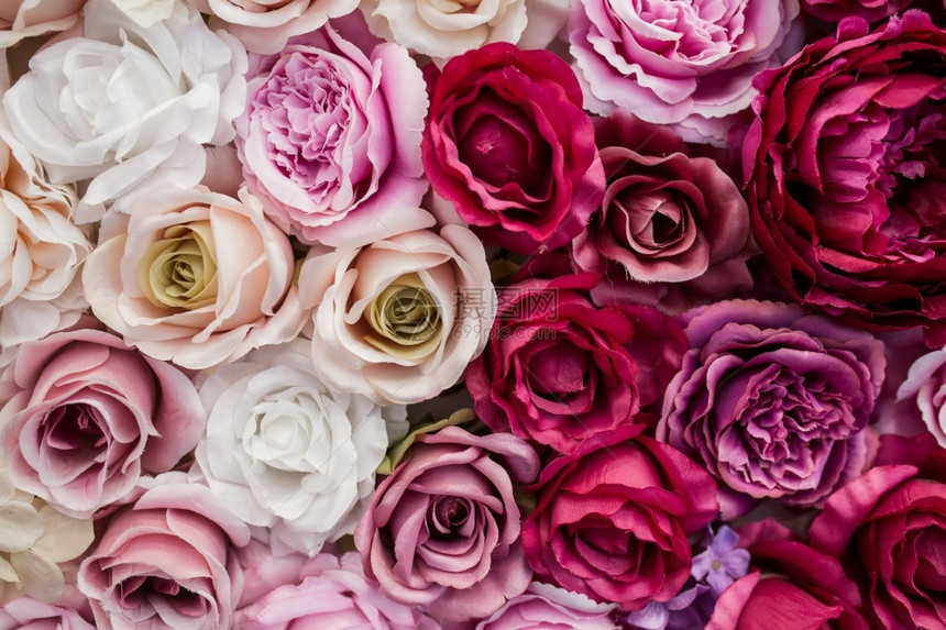 粉彩墙纸情人节的美丽背景玫瑰花朵图片