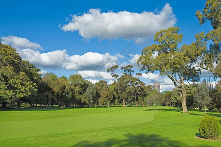 绿色高尔夫球场的风景有树木和明蓝的天空课程自然蓝色的图片
