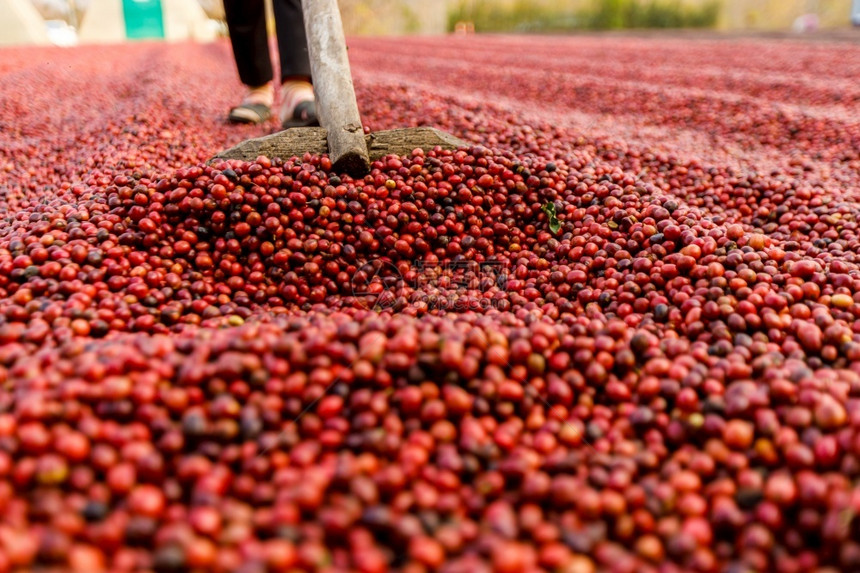 咖啡豆场种植园晾晒红色浆果图片