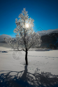 蓝色的圣诞节冬树上木满是霜下雪的图片