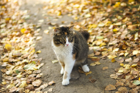 猫道秋叶道路上的小猫咪背景