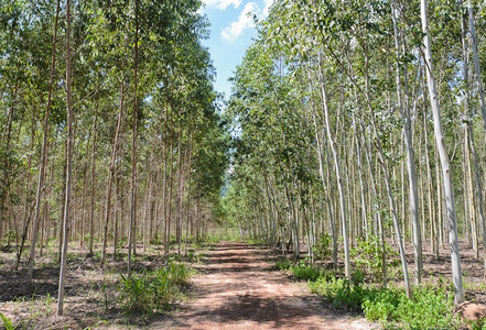 泰国Eucalyptus种植园景观树干绿色图片