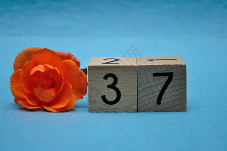 植物学盛开花瓣第37号蓝底有橙色玫瑰的蓝图片