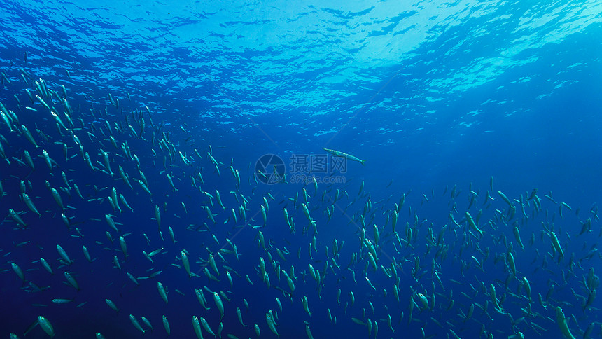 深海里的鱼群图片