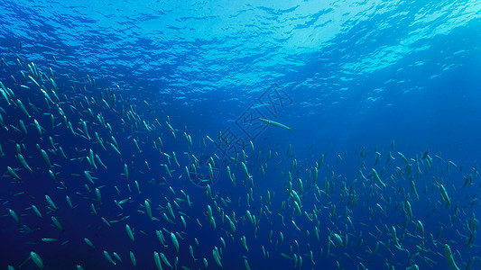 深海里的鱼群图片