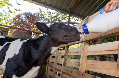 家畜可爱的奶瓶喂养婴儿小牛乳制品图片