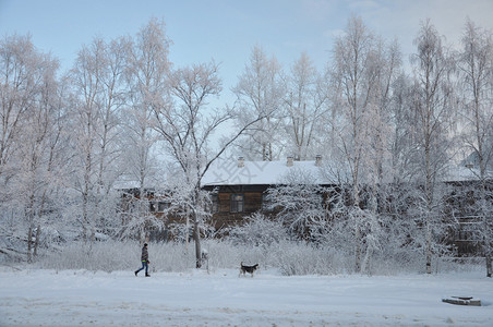 季节白色的俄罗斯北部Arkhangelsk的冬季风景雪树建造背景图片