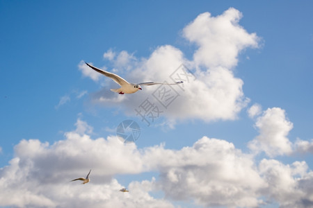 海鸥在蓝天空中飞翔图片