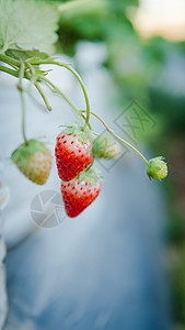 甜点关闭农场的草莓水果花园营养图片