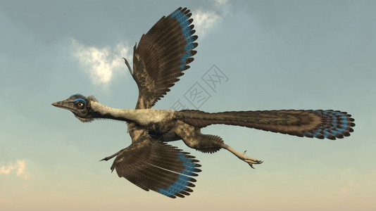 爬虫古艺术航班飞在天空的箭状鸟类恐龙3D使箭状鸟类恐龙飞行3D图片