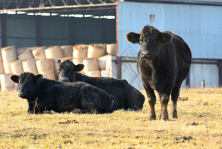 黑母牛照片动物年轻的牧场里有三头黑奶牛背景