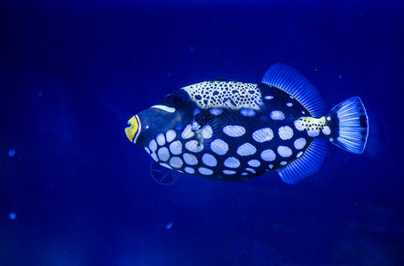 水下石头和沙蓝鱼背景的气泡水下生命以及游泳动物热带丰富多彩的高清图片素材