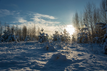 日光森林雪景图片
