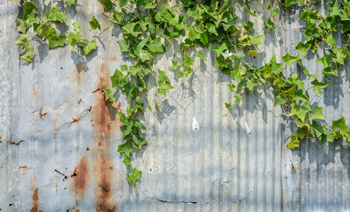 波纹墙上的常春藤金瓜或CoccinaGrandis植物新鲜的蔬菜金属背景图片