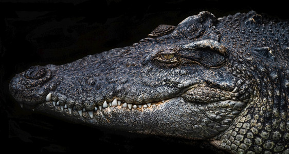 黑色背景中的大鳄鱼头爬虫齿动物园猎人高清图片素材