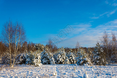 冷若冰霜清除白色的美丽冬季风景在12月寒冷的一天有雪覆盖树木天空晴朗图片