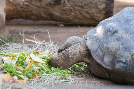 古老的乌龟吃蔬菜环境贝壳棕色的图片