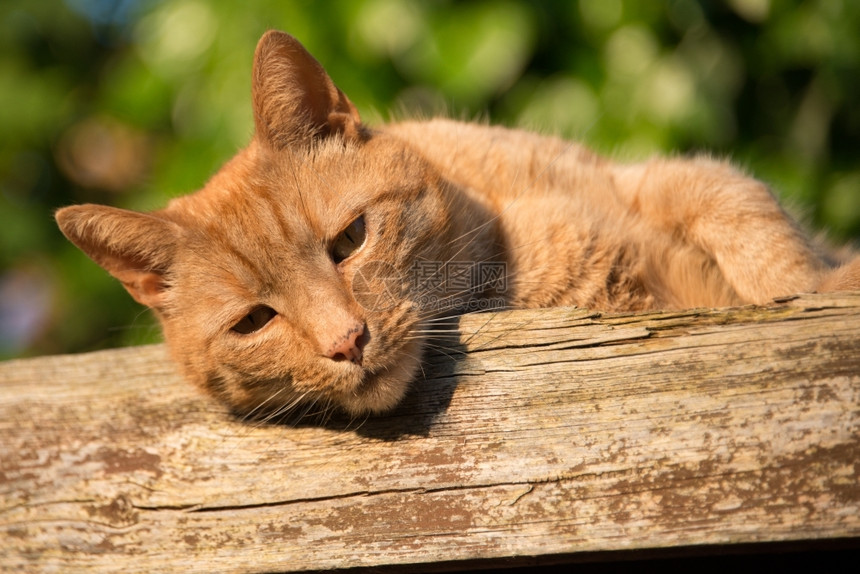 姜唐卡特家猫在棚屋顶上晶须哺乳动物虎斑猫图片