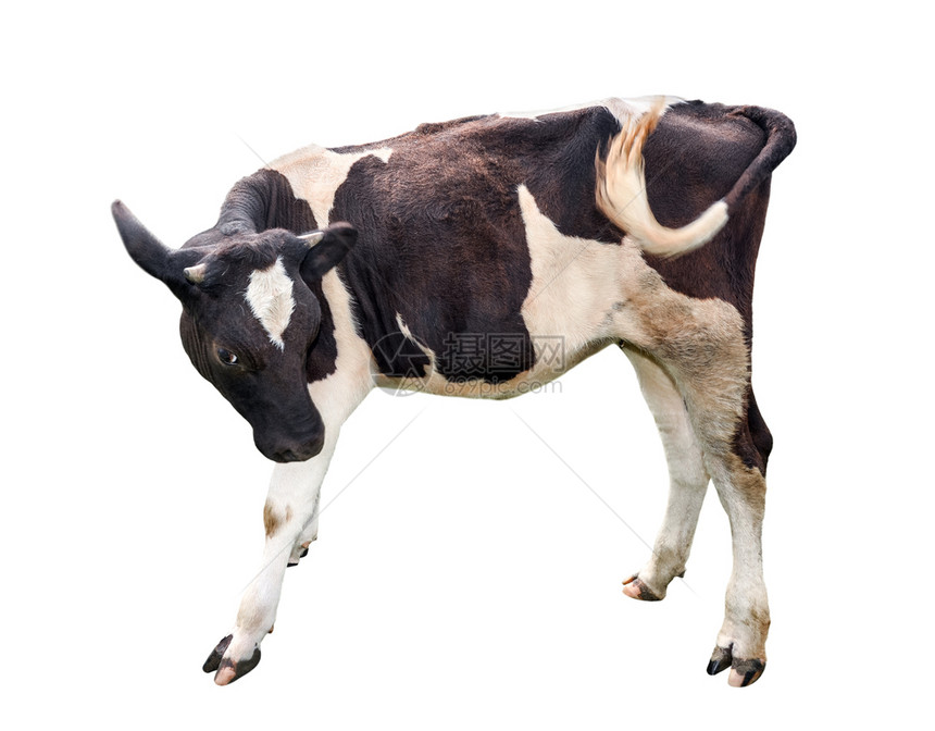 在白色的美丽黑斑小牛群中孤立在白色的有趣小母牛身上紧靠农场的动物们小牛队长了一个月大转身牛奶肖像图片