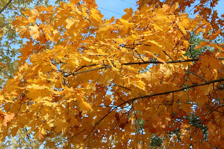 秋天公园里的树叶图片