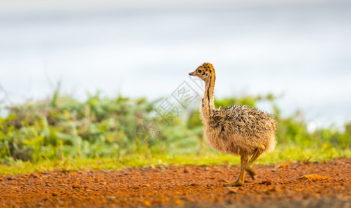 荒野年轻的后代南非角半岛好希望的Ostrich小鸡南非图片