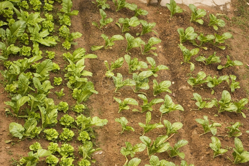 阴谋沃蔬菜在小园艺生长的变种植物排列整齐成一图片